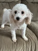 AKC Brutus, a male Poodle - Toy  for sale in New York City, NY – Photo 4 of 4