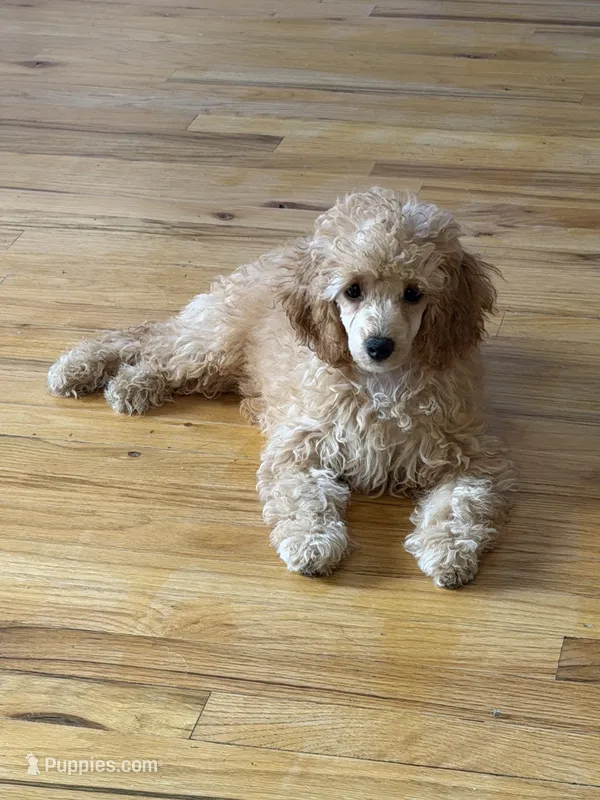 AKC Sydney  – Poodle - Miniature  puppy for sale in New York City, NY