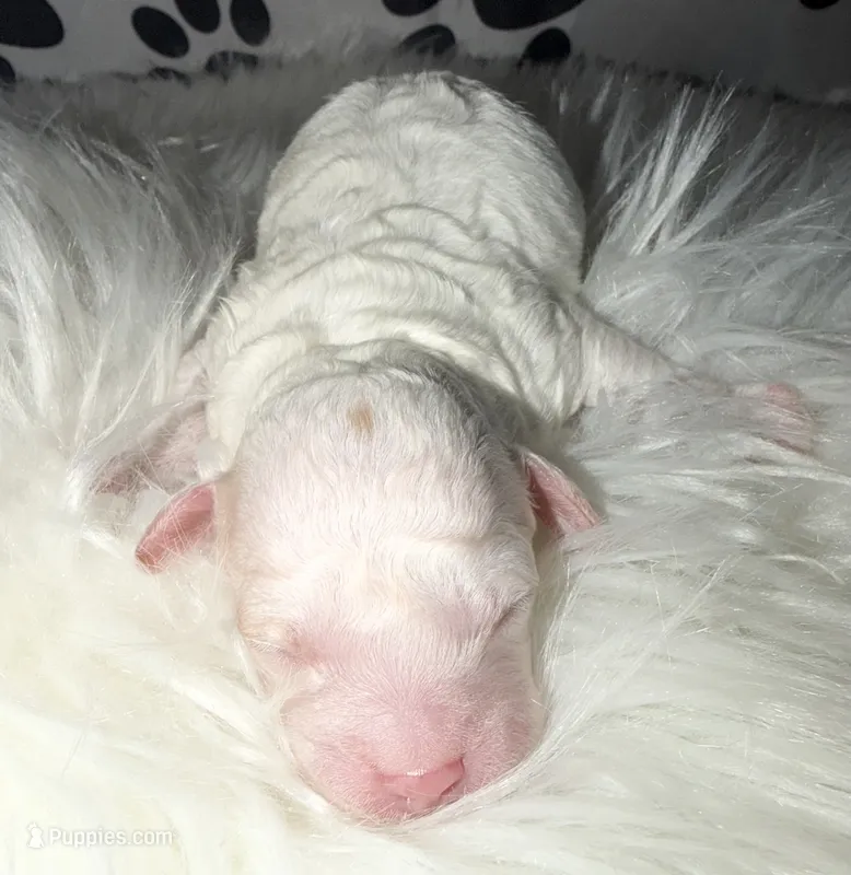 Singleton AKC Male – Poodle - Toy  puppy for sale in New York City, NY