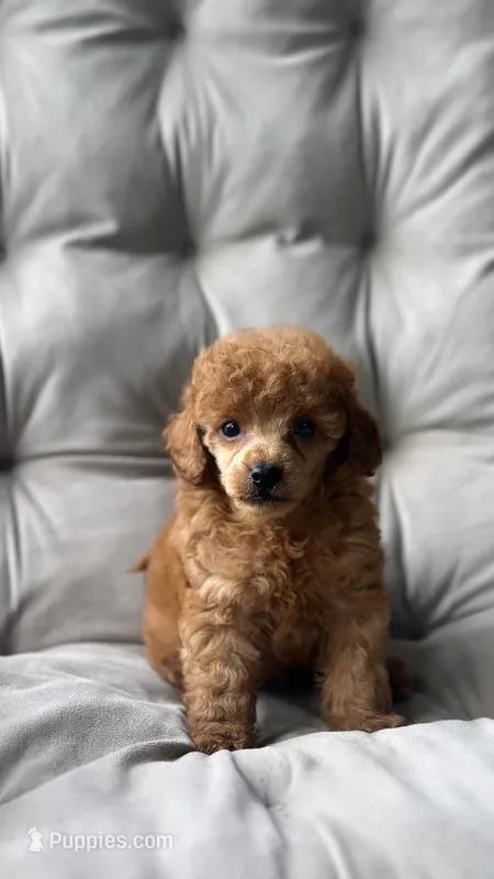 AKC Rocko – Poodle - Toy  puppy for sale in Bronx, NY