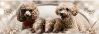 AKC Rocko, a male Poodle - Toy  for sale in New York City, NY – 2 of 4