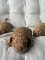 AKC Rocko, a male Poodle - Toy  for sale in Bronx, NY – 4 of 10