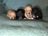 AKC Donna , a female Poodle - Miniature  for sale in New York City, NY – 3 of 3