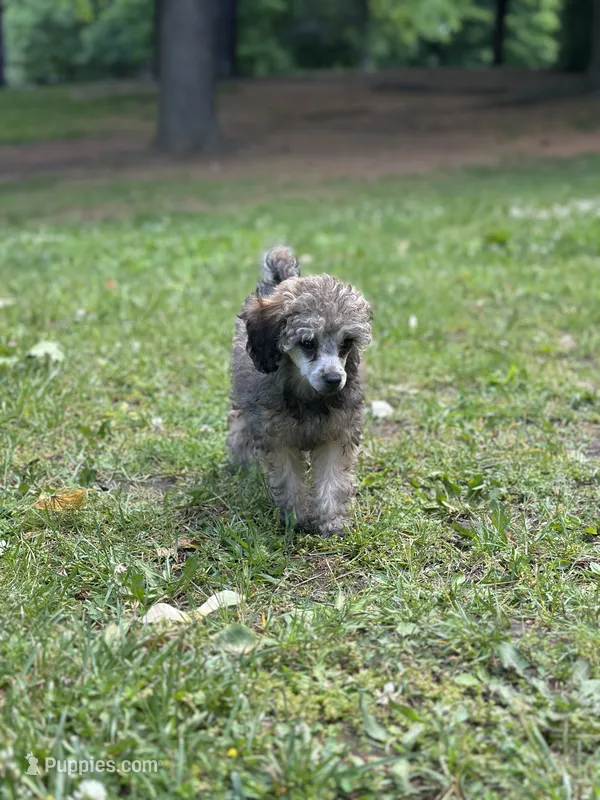 AKC Venice  – Poodle - Toy  puppy for sale in New York City, NY