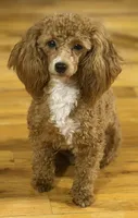 AKC Peach , a female Poodle - Toy  for sale in New York City, NY – 3 of 9