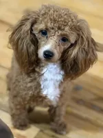 AKC Peach , a female Poodle - Toy  for sale in New York City, NY – 8 of 9