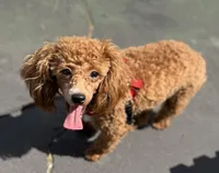 AKC Peach , a female Poodle - Toy  for sale in New York City, NY – 6 of 9
