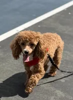 AKC Peach , a female Poodle - Toy  for sale in New York City, NY – 2 of 9
