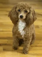 AKC Peach , a female Poodle - Toy  for sale in New York City, NY – 4 of 9