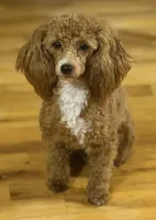 AKC Peach , a female Poodle - Toy  for sale in New York City, NY – 5 of 9