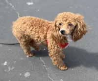 AKC Peach , a female Poodle - Toy  for sale in New York City, NY – 7 of 9