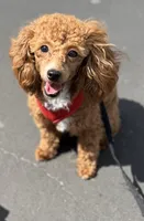 AKC Peach , a female Poodle - Toy  for sale in New York City, NY – 1 of 9