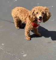 AKC Peach , a female Poodle - Toy  for sale in New York City, NY – 9 of 9