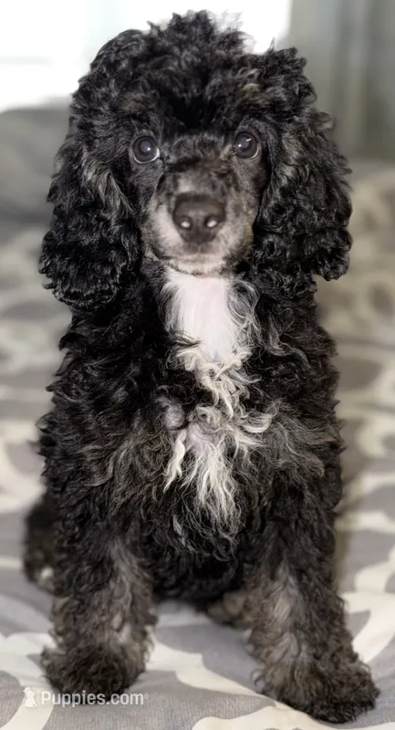 AKC Carmy – Poodle - Miniature  puppy for sale in New York City, NY