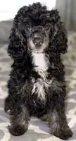 AKC Carmy, a female Poodle - Miniature  for sale in New York City, NY – 1 of 4