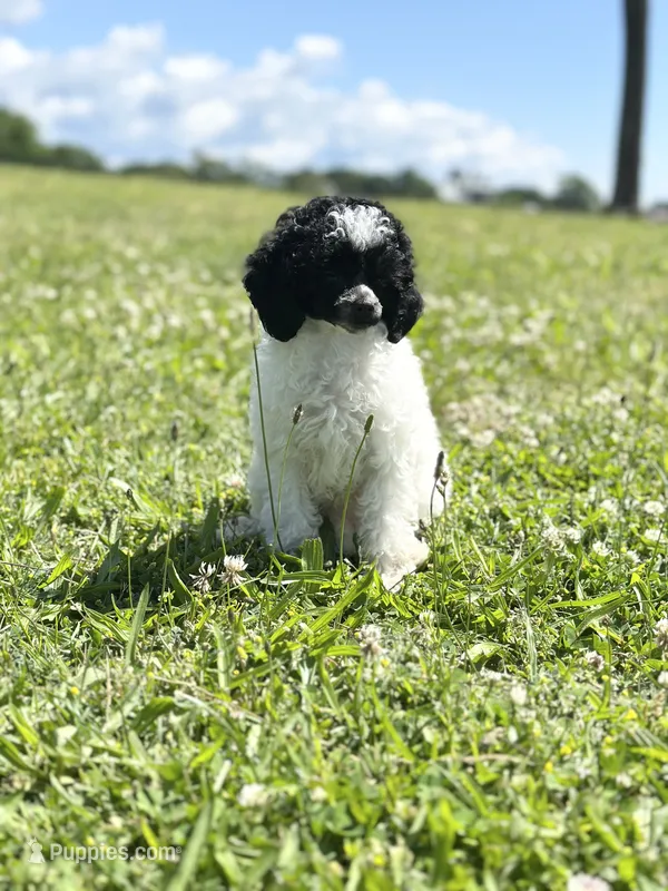 AKC Storm – Poodle - Toy  puppy for sale in New York City, NY