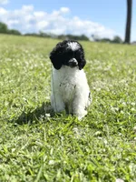 AKC Storm, a female Poodle - Toy  for sale in New York City, NY – 1 of 5