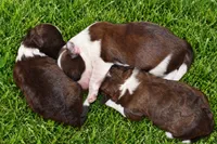 Curli , a male Lhasapoo and Shih Tzu for sale in Bronx, NY – 3 of 3