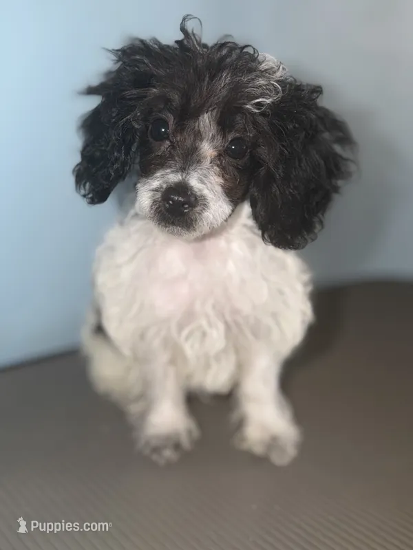 AKC Tcup Chester – Poodle - Toy  puppy for sale in New York City, NY
