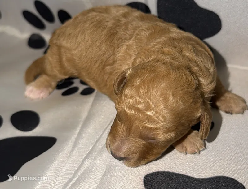 AKC Abstract Female 2 – Poodle - Miniature  puppy for sale in New York City, NY