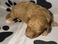 AKC Abstract Female 2, a female Poodle - Miniature  for sale in New York City, NY – 1 of 1