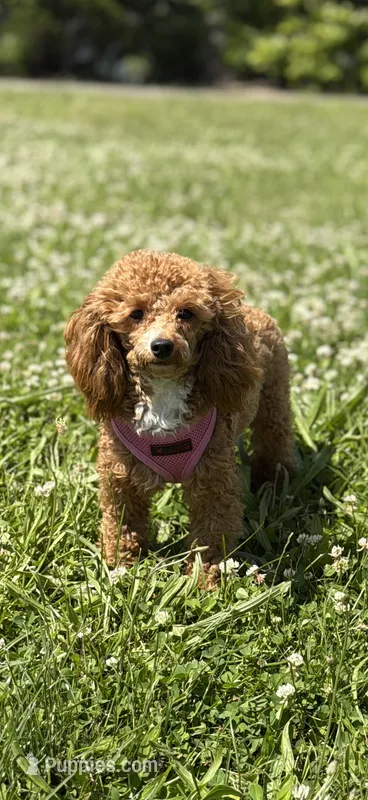 AKC Peach  – Poodle - Toy  puppy for sale in New York City, NY