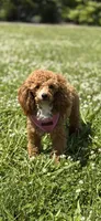 AKC Peach , a female Poodle - Toy  for sale in New York City, NY – 1 of 10