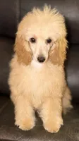 AKC Sydney , a female Poodle - Miniature  for sale in Bronx, NY – 2 of 7