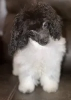 AKC Luca, a male Poodle - Toy  for sale in Bronx, NY – 2 of 5