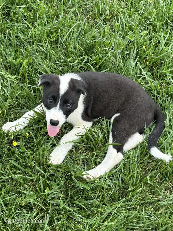 Puppy 1 – Border Collie puppy for sale in Erin, TN
