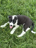 Puppy 1, a male Border Collie for sale in Erin, TN – 3 of 4