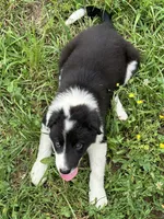 Puppy 4, a male Border Collie for sale in Erin, TN – 3 of 6