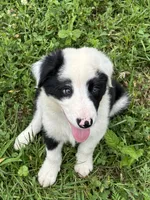 Puppy 2, a male Border Collie for sale in Erin, TN – 4 of 5