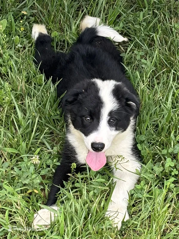 Puppy 3 – Border Collie puppy for sale in Erin, TN