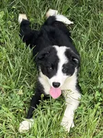 Puppy 3, a male Border Collie for sale in Erin, TN – 1 of 5