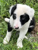 Puppy 2, a male Border Collie for sale in Erin, TN – 2 of 5