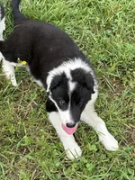 Puppy 4, a male Border Collie for sale in Erin, TN – 4 of 6
