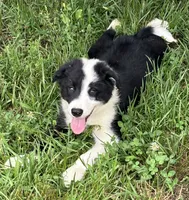 Puppy 3, a male Border Collie for sale in Erin, TN – 3 of 5