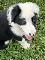 Puppy 2, a male Border Collie for sale in Erin, TN – 3 of 5