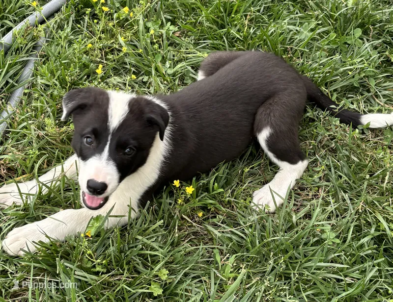 Puppy 1 – Border Collie puppy for sale in Erin, TN