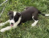 Puppy 1, a male Border Collie for sale in Erin, TN – 1 of 4