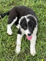 Puppy 4, a male Border Collie for sale in Erin, TN – 5 of 6