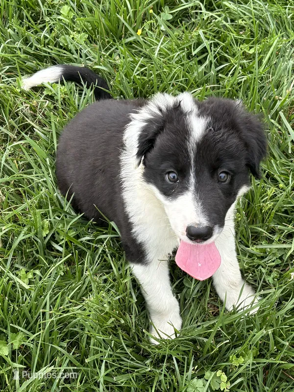 Puppy 4 – Border Collie puppy for sale in Erin, TN