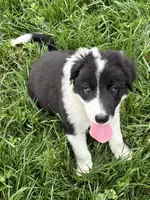 Puppy 4, a male Border Collie for sale in Erin, TN – 1 of 6