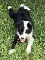 Puppy 3, a male Border Collie for sale in Erin, TN – 4 of 5