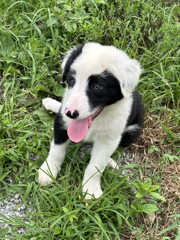 Puppy 2 – Border Collie puppy for sale in Erin, TN