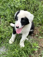 Puppy 2, a male Border Collie for sale in Erin, TN – 1 of 5