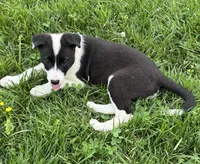 Puppy 1, a male Border Collie for sale in Erin, TN – 4 of 4
