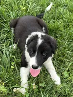 Puppy 4, a male Border Collie for sale in Erin, TN – 2 of 6