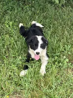 Puppy 3, a male Border Collie for sale in Erin, TN – 5 of 5